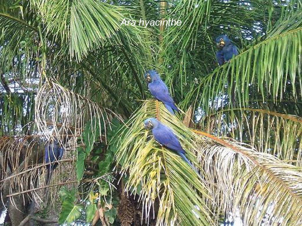 101PARC AUX OISEAUX DANS L AIN 2016 2_000015.jpg
